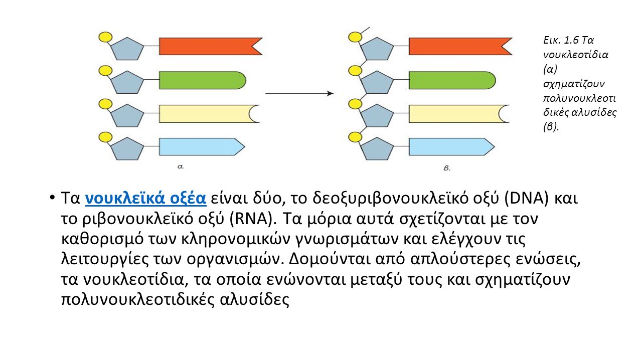 Τα νουκλεϊκά οξέα είναι δύο, το δεοξυριβονουκλεϊκό οξύ (DNA) και το ριβονουκλεϊκό οξύ (RNA).