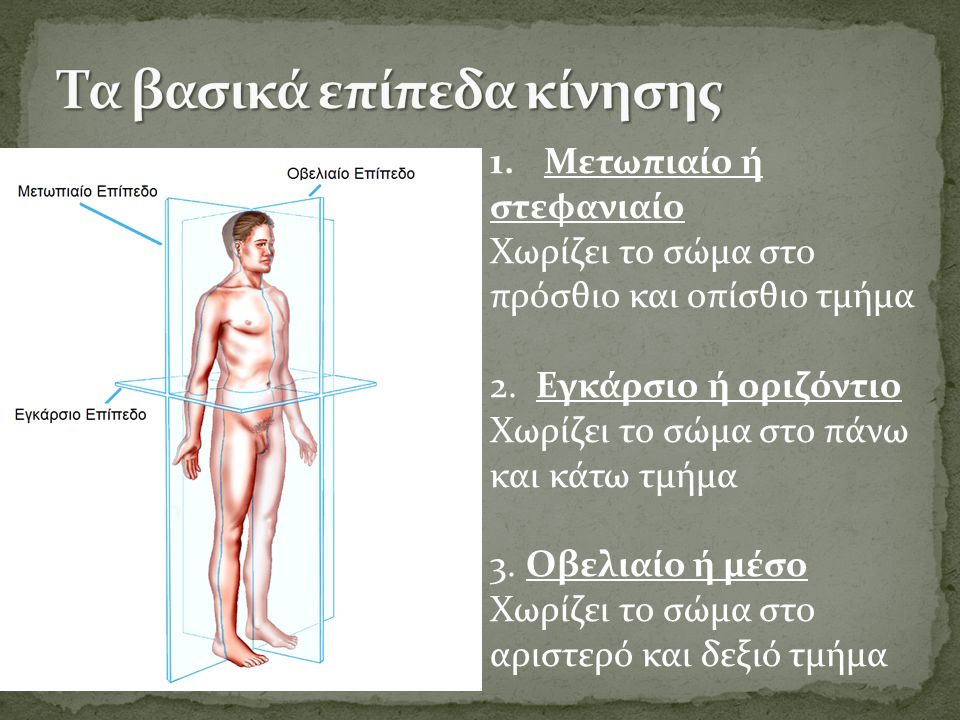 1.Μετωπιαίο ή στεφανιαίο Χωρίζει το σώμα στο πρόσθιο και οπίσθιο τμήμα 2.