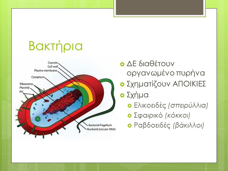 Βακτήρια  ΔΕ διαθέτουν οργανωμένο πυρήνα  Σχηματίζουν ΑΠΟΙΚΙΕΣ  Σχήμα  Ελικοειδές (σπειρύλλια)  Σφαιρικό (κόκκοι)  Ραβδοειδές (βάκιλλοι)