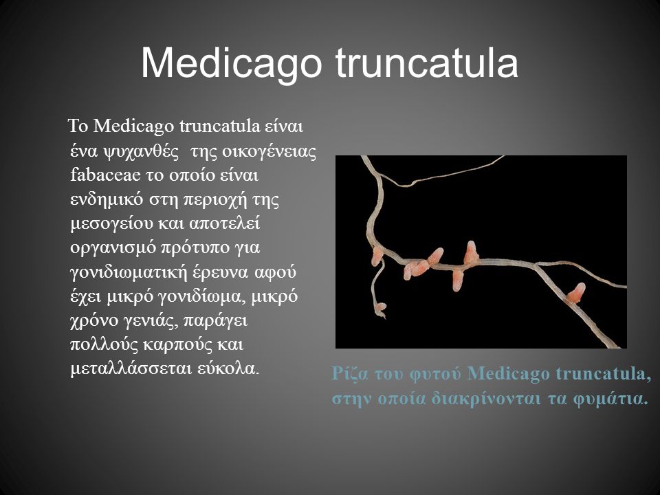 Medicago truncatula Ρίζα του φυτού Medicago truncatula, στην οποία διακρίνονται τα φυμάτια.