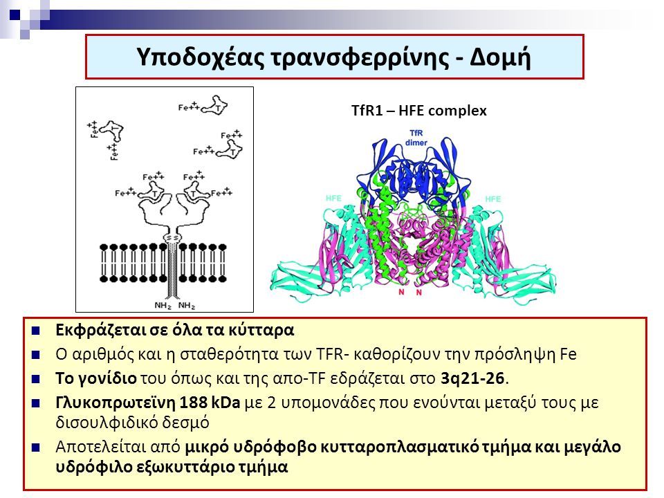 Υποδοχέας τρανσφερρίνης - Δομή Εκφράζεται σε όλα τα κύτταρα Ο αριθμός και η σταθερότητα των ΤFR- καθορίζουν την πρόσληψη Fe Το γονίδιο του όπως και της απo-TF εδράζεται στο 3q21-26.