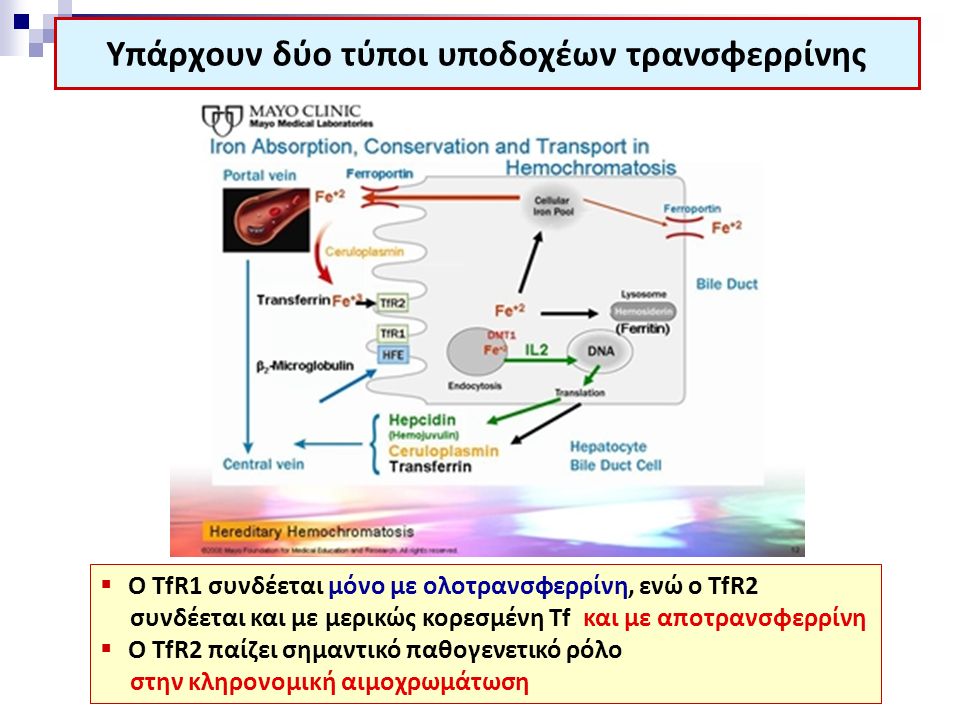 Υπάρχουν δύο τύποι υποδοχέων τρανσφερρίνης  O TfR1 συνδέεται μόνο με ολοτρανσφερρίνη, ενώ ο TfR2 συνδέεται και με μερικώς κορεσμένη Tf και με αποτρανσφερρίνη  Ο TfR2 παίζει σημαντικό παθογενετικό ρόλο στην κληρονομική αιμοχρωμάτωση