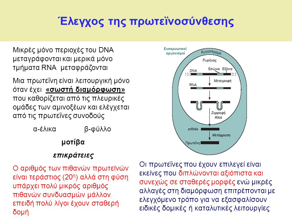 Έλεγχος της πρωτεïνοσύνθεσης Μικρές μόνο περιοχές του DNA μεταγράφονται και μερικά μόνο τμήματα RNA μεταφράζονται Μια πρωτεΐνη είναι λειτουργική μόνο όταν έχει «σωστή διαμόρφωση» που καθορίζεται από τις πλευρικές ομάδες των αμινοξέων και ελέγχεται από τις πρωτεΐνες συνοδούς α-έλικα β-φύλλο μοτίβα επικράτειες Ο αριθμός των πιθανών πρωτεϊνών είναι τεράστιος (20 η ) αλλά στη φύση υπάρχει πολύ μικρός αριθμός πιθανών συνδυασμών μάλλον επειδή πολύ λίγοι έχουν σταθερή δομή Οι πρωτεΐνες που έχουν επιλεγεί είναι εκείνες που διπλώνονται αξιόπιστα και συνεχώς σε σταθερές μορφές ενώ μικρές αλλαγές στη διαμόρφωση επιτρέπονται με ελεγχόμενο τρόπο για να εξασφαλίσουν ειδικές δομικές ή καταλυτικές λειτουργίες