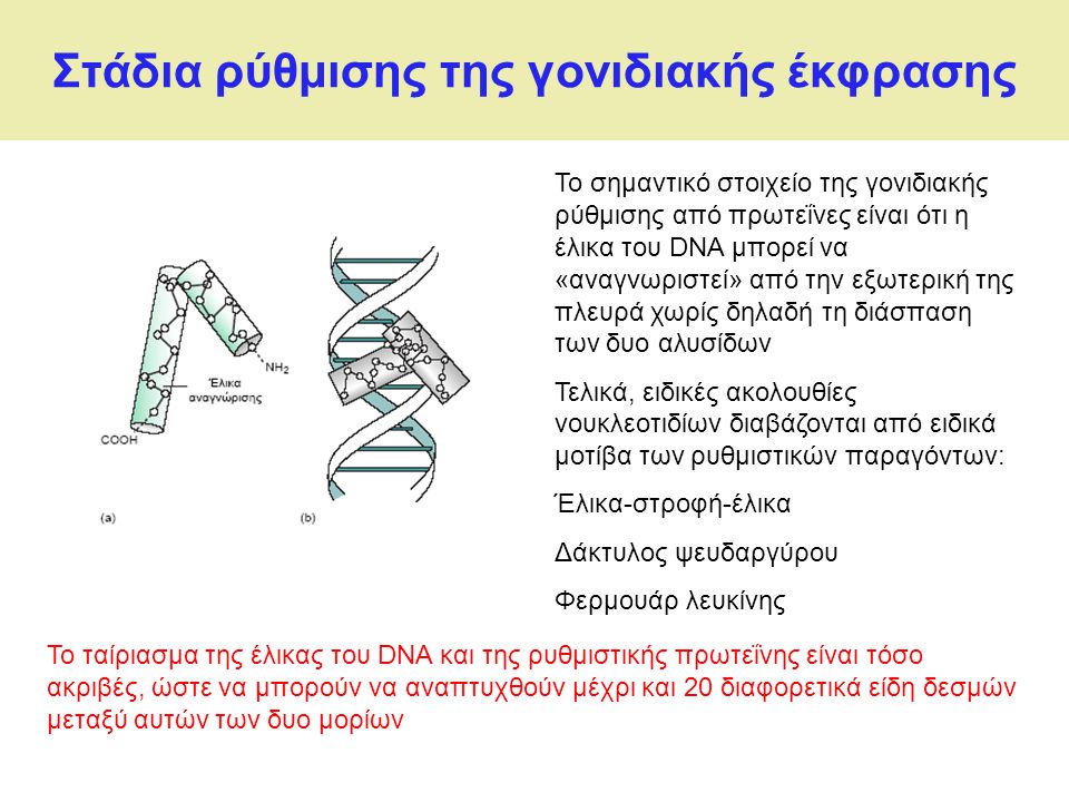 Στάδια ρύθμισης της γονιδιακής έκφρασης Το σημαντικό στοιχείο της γονιδιακής ρύθμισης από πρωτεΐνες είναι ότι η έλικα του DNA μπορεί να «αναγνωριστεί» από την εξωτερική της πλευρά χωρίς δηλαδή τη διάσπαση των δυο αλυσίδων Τελικά, ειδικές ακολουθίες νουκλεοτιδίων διαβάζονται από ειδικά μοτίβα των ρυθμιστικών παραγόντων: Έλικα-στροφή-έλικα Δάκτυλος ψευδαργύρου Φερμουάρ λευκίνης Το ταίριασμα της έλικας του DNA και της ρυθμιστικής πρωτεΐνης είναι τόσο ακριβές, ώστε να μπορούν να αναπτυχθούν μέχρι και 20 διαφορετικά είδη δεσμών μεταξύ αυτών των δυο μορίων