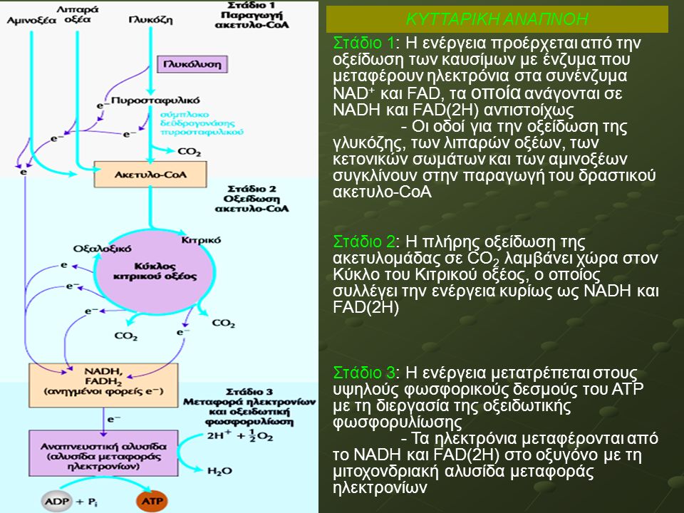 ΚΥΤΤΑΡΙΚΗ ΑΝΑΠΝΟΗ Στάδιο 1: Η ενέργεια προέρχεται από την οξείδωση των καυσίμων με ένζυμα που μεταφέρουν ηλεκτρόνια στα συνένζυμα ΝΑD + και FAD, τα οποία ανάγονται σε NADH και FAD(2H) αντιστοίχως - Οι οδοί για την οξείδωση της γλυκόζης, των λιπαρών οξέων, των κετονικών σωμάτων και των αμινοξέων συγκλίνουν στην παραγωγή του δραστικού ακετυλο-CoA Στάδιο 2: Η πλήρης οξείδωση της ακετυλομάδας σε CΟ 2 λαμβάνει χώρα στον Κύκλο του Κιτρικού οξέος, ο οποίος συλλέγει την ενέργεια κυρίως ως NADH και FAD(2H) Στάδιο 3: Η ενέργεια μετατρέπεται στους υψηλούς φωσφορικούς δεσμούς του ΑΤΡ με τη διεργασία της οξειδωτικής φωσφoρυλίωσης - Τα ηλεκτρόνια μεταφέρονται από το NADH και FAD(2H) στο οξυγόνο με τη μιτοχονδριακή αλυσίδα μεταφοράς ηλεκτρονίων