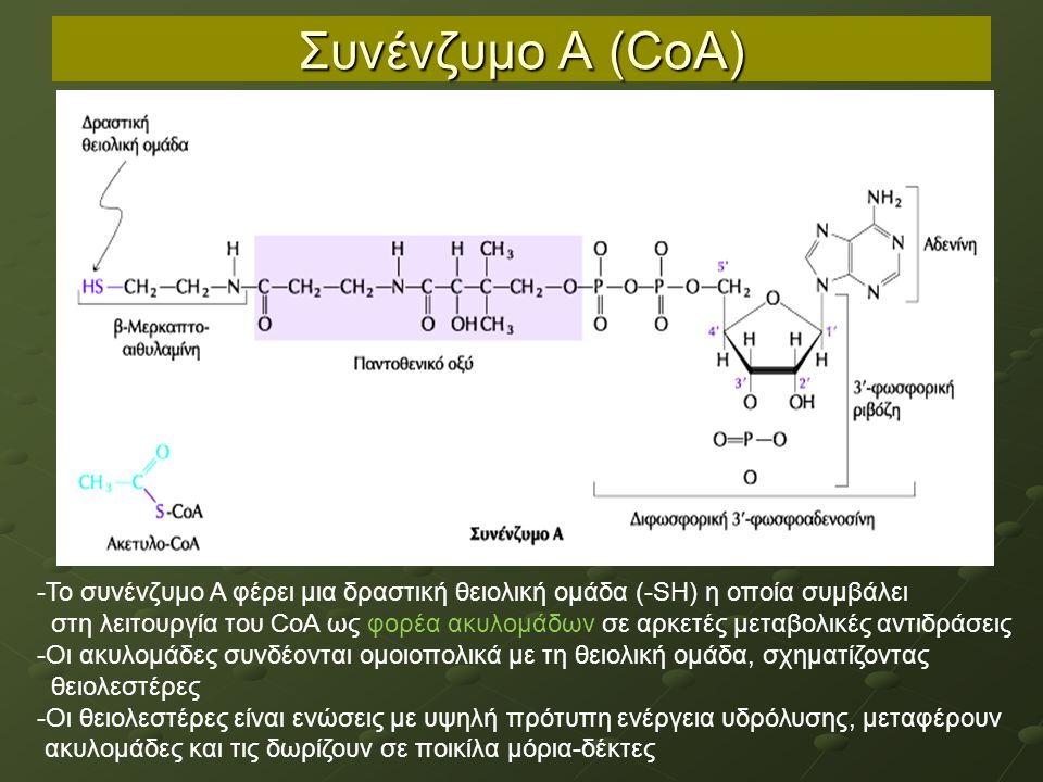 Συνένζυμο Α (CoA) -Το συνένζυμο Α φέρει μια δραστική θειολική ομάδα (-SΗ) η οποία συμβάλει στη λειτουργία του CoA ως φορέα ακυλομάδων σε αρκετές μεταβολικές αντιδράσεις -Οι ακυλομάδες συνδέονται ομοιοπολικά με τη θειολική ομάδα, σχηματίζοντας θειολεστέρες -Οι θειολεστέρες είναι ενώσεις με υψηλή πρότυπη ενέργεια υδρόλυσης, μεταφέρουν ακυλομάδες και τις δωρίζουν σε ποικίλα μόρια-δέκτες