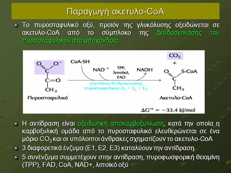Παραγωγή ακετυλο-CoA Το πυροσταφυλικό οξύ, προϊόν της γλυκόλυσης οξειδώνεται σε ακετυλο-CoA από το σύμπλοκο της δεϋδρογονάσης του πυροσταφυλικού στα μιτοχόνδρια.