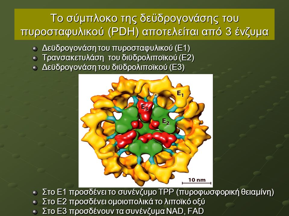 Το σύμπλοκο της δεϋδρογονάσης του πυροσταφυλικού (ΡDΗ) αποτελείται από 3 ένζυμα Δεϋδρογονάση του πυροσταφυλικού (Ε1) Τρανσακετυλάση του διϋδρολιποϊκού (Ε2) Δεϋδρογονάση του διϋδρολιποϊκού (Ε3) Στο Ε1 προσδένει το συνένζυμο ΤΡΡ (πυροφωσφορική θειαμίνη) Στο Ε2 προσδένει ομοιοπολικά το λιποϊκό οξύ Στο Ε3 προσδένουν τα συνένζυμα NAD, FAD