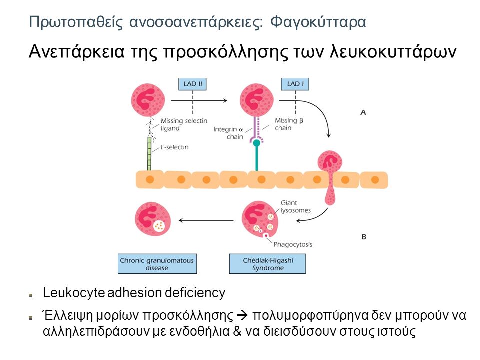 Πρωτοπαθείς ανοσοανεπάρκειες: Φαγοκύτταρα Ανεπάρκεια της προσκόλλησης των λευκοκυττάρων Leukocyte adhesion deficiency Έλλειψη μορίων προσκόλλησης  πολυμορφοπύρηνα δεν μπορούν να αλληλεπιδράσουν με ενδοθήλια & να διεισδύσουν στους ιστούς