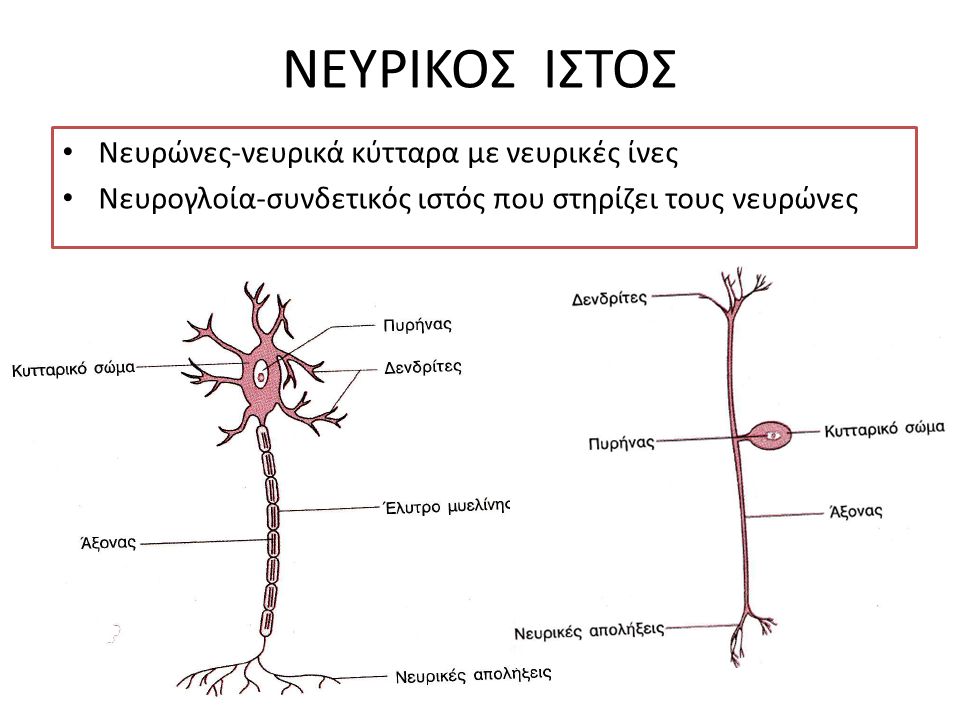 ΝΕΥΡΙΚΟΣ ΙΣΤΟΣ Νευρώνες-νευρικά κύτταρα με νευρικές ίνες Νευρογλοία-συνδετικός ιστός που στηρίζει τους νευρώνες