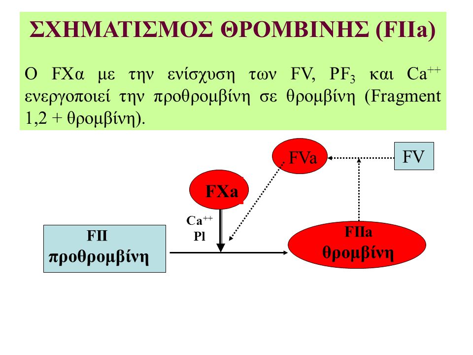 ΣΧΗΜΑΤΙΣΜΟΣ ΘΡΟΜΒΙΝΗΣ (FIIa) Ο FΧα με την ενίσχυση των FV, PF 3 και Ca ++ ενεργοποιεί την προθρομβίνη σε θρομβίνη (Fragment 1,2 + θρομβίνη).