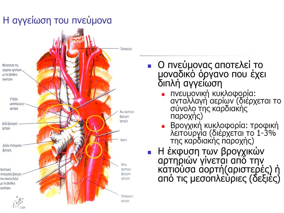 Η αγγείωση του πνεύμονα Ο πνεύμονας αποτελεί το μοναδικό όργανο που έχει διπλή αγγείωση πνευμονική κυκλοφορία: ανταλλαγή αερίων (διέρχεται το σύνολο της καρδιακής παροχής) Βρογχική κυκλοφορία: τροφική λειτουργία (διέρχεται το 1-3% της καρδιακής παροχής) Η έκφυση των βρογχικών αρτηριών γίνεται από την κατιούσα αορτή(αριστερές) ή από τις μεσοπλεύριες (δεξιές)