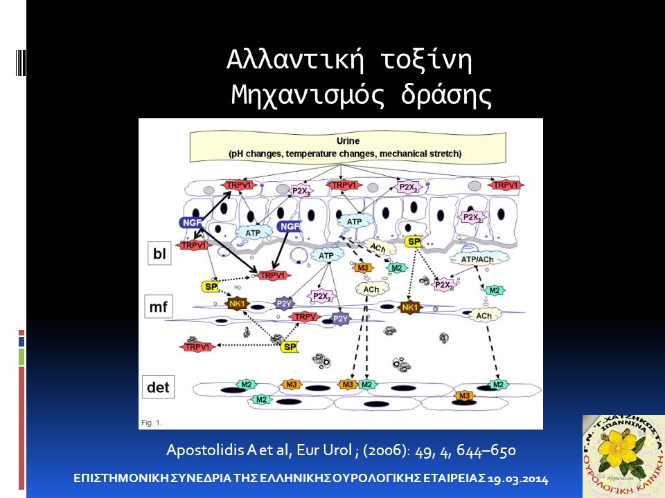 Αλλαντική τοξίνη Μηχανισμός δράσης ΕΠΙΣΤΗΜΟΝΙΚΗ ΣΥΝΕΔΡΙΑ ΤΗΣ ΕΛΛΗΝΙΚΗΣ ΟΥΡΟΛΟΓΙΚΗΣ ΕΤΑΙΡΕΙΑΣ Apostolidis A et al, Eur Urol ; (2006): 49, 4, 644–650