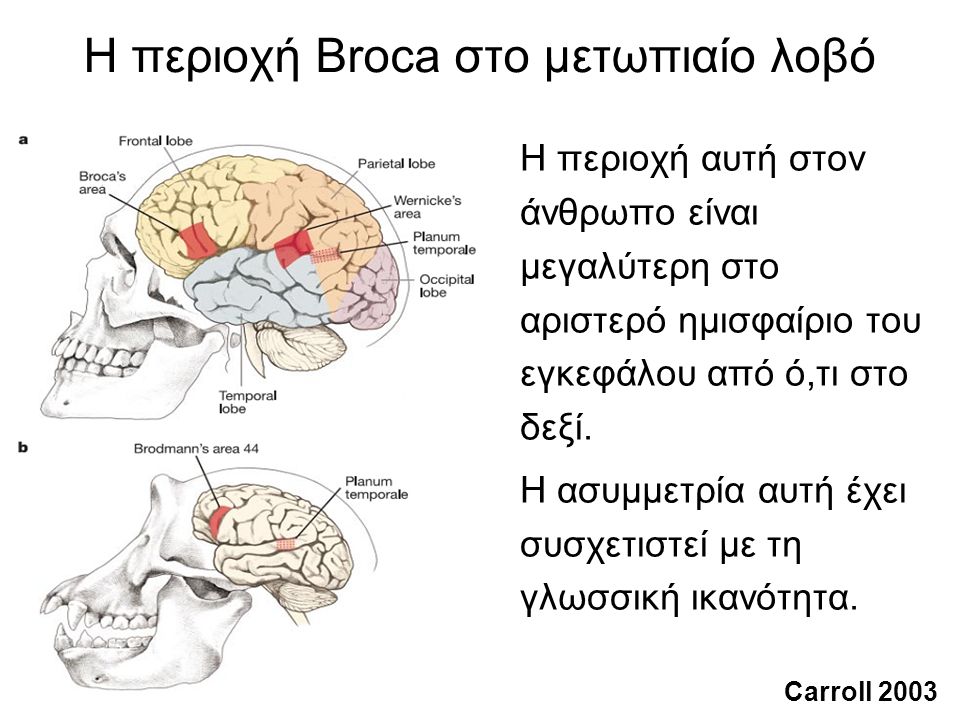 αριστερό εγκέφαλο που χρονολογείται