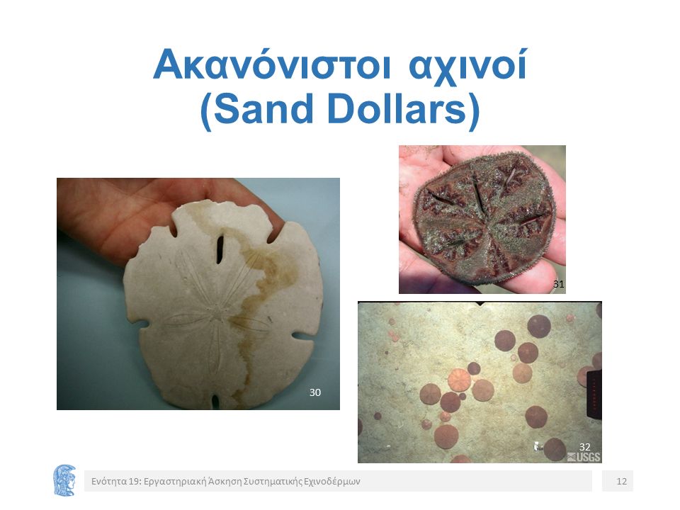 Ακανόνιστοι αχινοί (Sand Dollars) Ενότητα 19: Εργαστηριακή Άσκηση Συστηματικής Εχινοδέρμων