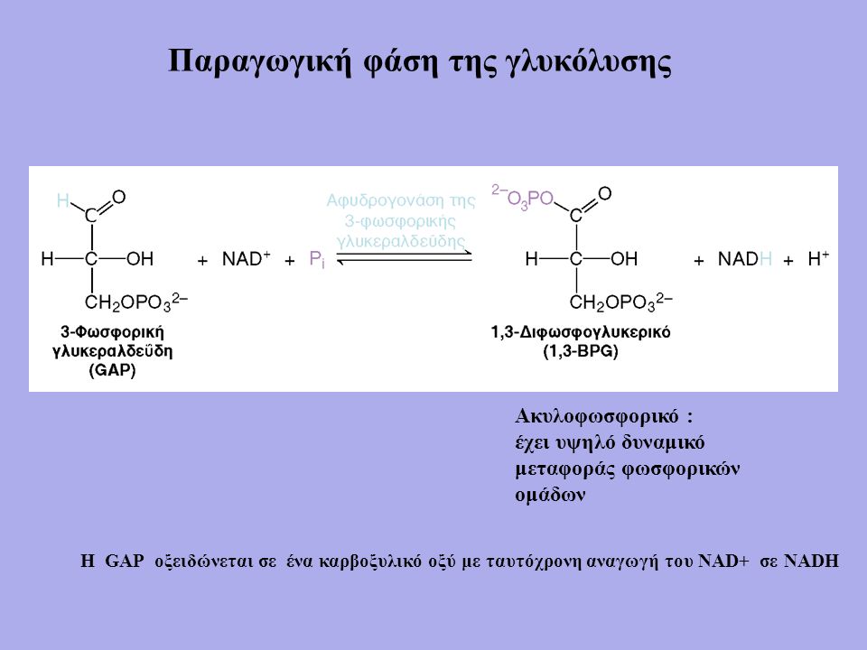 Ακυλοφωσφορικό : έχει υψηλό δυναμικό μεταφοράς φωσφορικών ομάδων Παραγωγική φάση της γλυκόλυσης Η GAP οξειδώνεται σε ένα καρβοξυλικό οξύ με ταυτόχρονη αναγωγή του NAD+ σε NADH