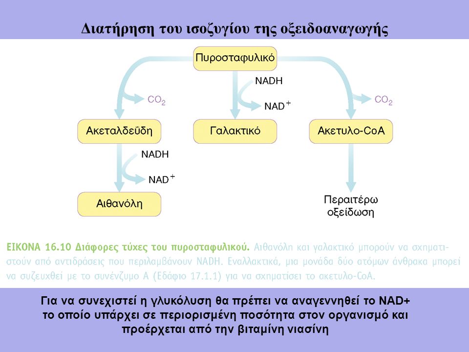 Διατήρηση του ισοζυγίου της οξειδοαναγωγής Για να συνεχιστεί η γλυκόλυση θα πρέπει να αναγεννηθεί το NAD+ το οποίο υπάρχει σε περιορισμένη ποσότητα στον οργανισμό και προέρχεται από την βιταμίνη νιασίνη
