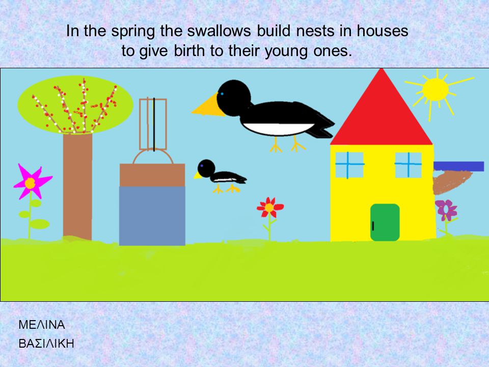 In the spring the swallows build nests in houses to give birth to their young ones. ΜΕΛΙΝΑ ΒΑΣΙΛΙΚΗ