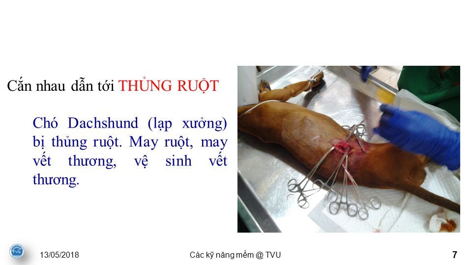 13/05/2018Các kỹ n ă ng TVU 7 Cắn nhau dẫn tới THỦNG RUỘT Chó Dachshund (lạp xưởng) bị thủng ruột.