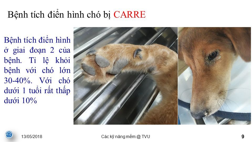 13/05/2018Các kỹ n ă ng TVU 9 Bệnh tích điển hình chó bị CARRE Bệnh tích điển hình ở giai đoạn 2 của bệnh.