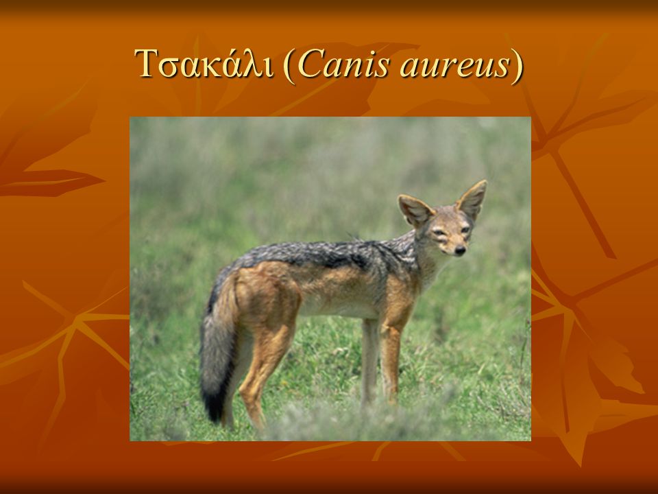 Tσακάλι (Canis aureus)