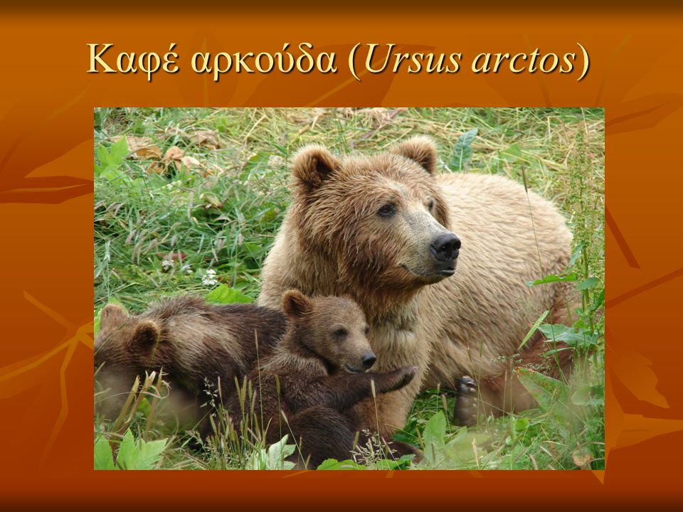 Καφέ αρκούδα (Ursus arctos)