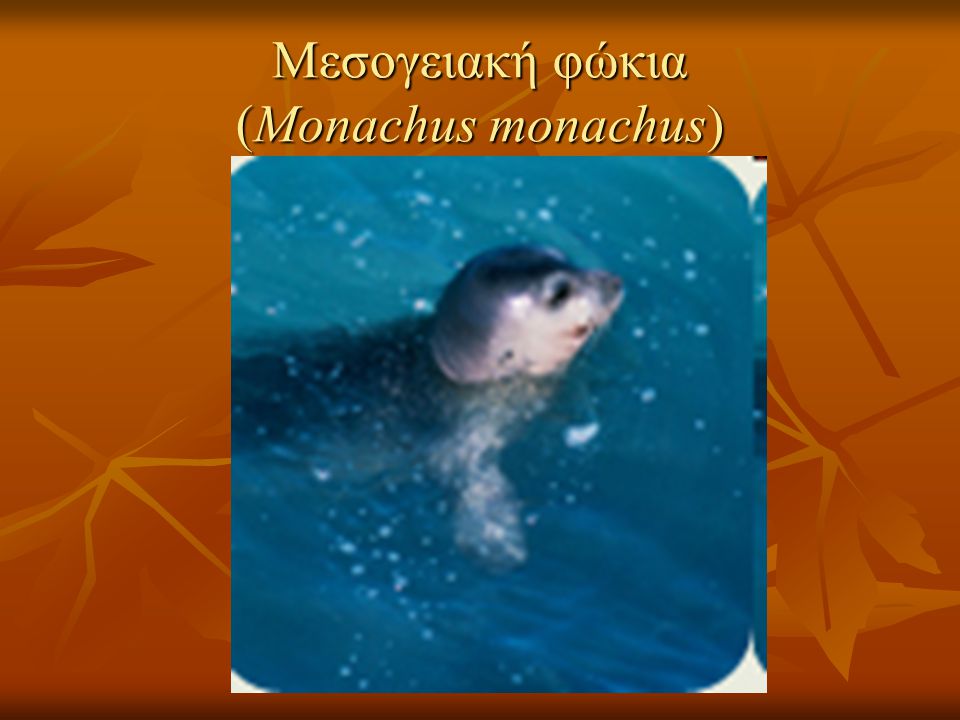 Μεσογειακή φώκια (Monachus monachus)