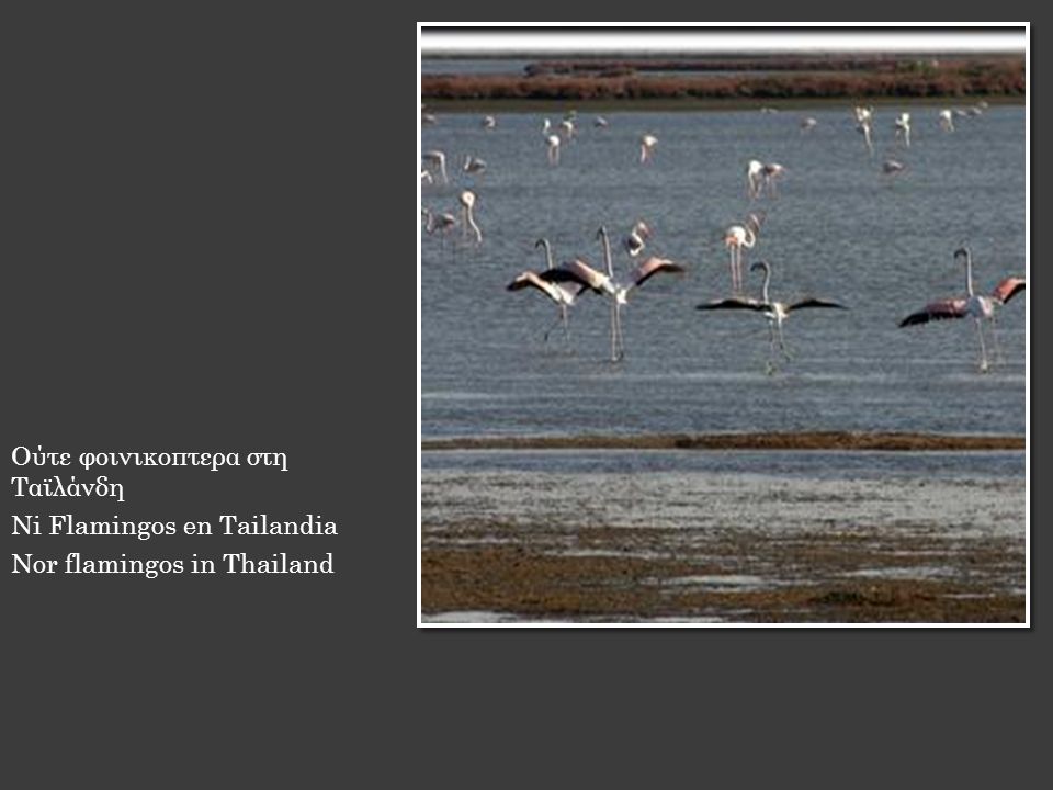 Ούτε φοινικοπτερα στη Ταϊλάνδη Ni Flamingos en Tailandia Nor flamingos in Thailand