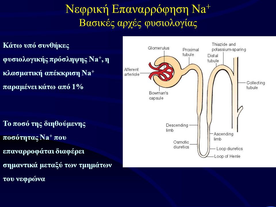 Κάτω υπό συνθήκες φυσιολογικής πρόσληψης Na +, η κλασματική απέκκριση Na + παραμένει κάτω από 1% Το ποσό της διηθούμενης ποσότητας Na + που επαναρροφάται διαφέρει σημαντικά μεταξύ των τμημάτων του νεφρώνα Νεφρική Επαναρρόφηση Na + Βασικές αρχές φυσιολογίας