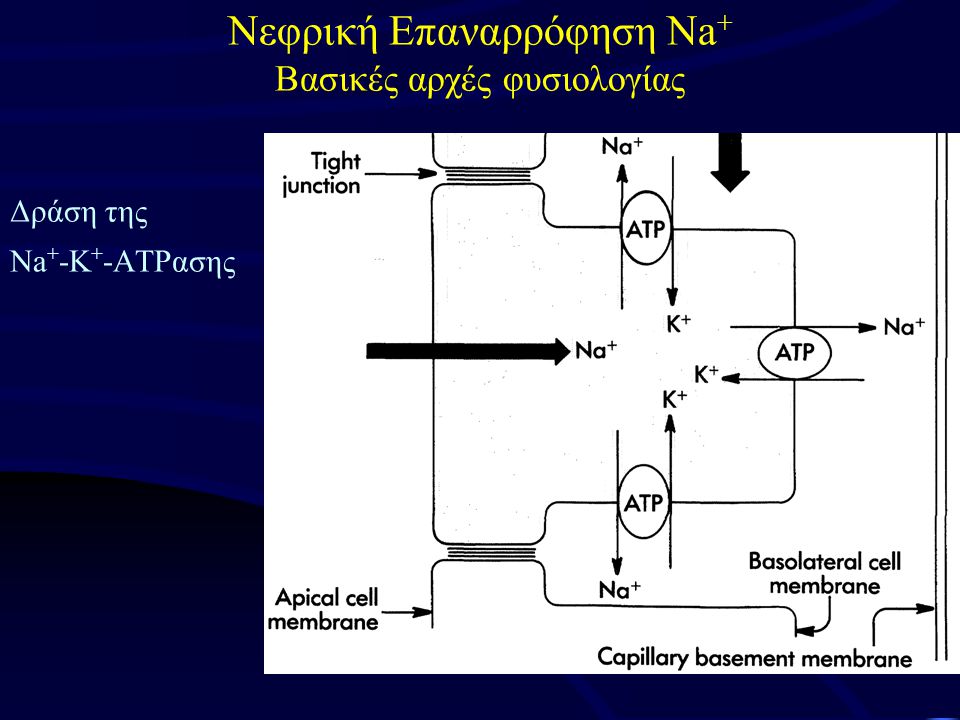 Δράση της Na + -K + -ΑTPασης Νεφρική Επαναρρόφηση Na + Βασικές αρχές φυσιολογίας