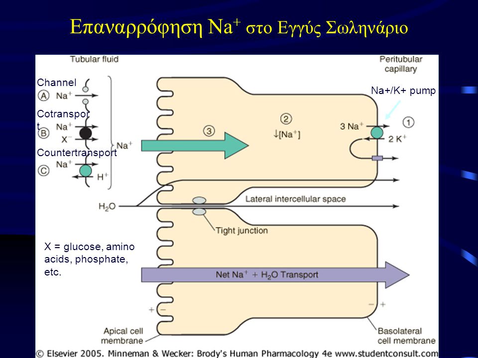 Επαναρρόφηση Na + στο Εγγύς Σωληνάριο Channel Cotranspor t Countertransport Na+/K+ pump X = glucose, amino acids, phosphate, etc.