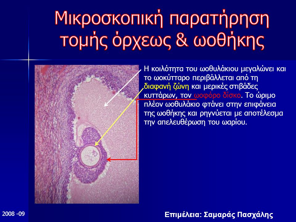 Επιμέλεια: Σαμαράς Πασχάλης Η κοιλότητα του ωοθυλάκιου μεγαλώνει και το ωοκύτταρο περιβάλλεται από τη διαφανή ζώνη και μερικές στιβάδες κυττάρων, τον ωοφόρο δίσκο.