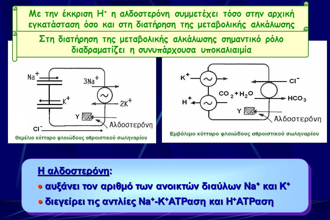 Πρωτοπαθής Υπεραλδοστερονισμός Η αλδοστερόνη:  αυξάνει τον αριθμό των ανοικτών διαύλων Na + και K +  διεγείρει τις αντλίες Na + -K + ATPαση και H + ATPαση Η αλδοστερόνη:  αυξάνει τον αριθμό των ανοικτών διαύλων Na + και K +  διεγείρει τις αντλίες Na + -K + ATPαση και H + ATPαση Με την έκκριση Η + η αλδοστερόνη συμμετέχει τόσο στην αρχική εγκατάσταση όσο και στη διατήρηση της μεταβολικής αλκάλωσης Στη διατήρηση της μεταβολικής αλκάλωσης σημαντικό ρόλο διαδραματίζει η συνυπάρχουσα υποκαλιαιμία