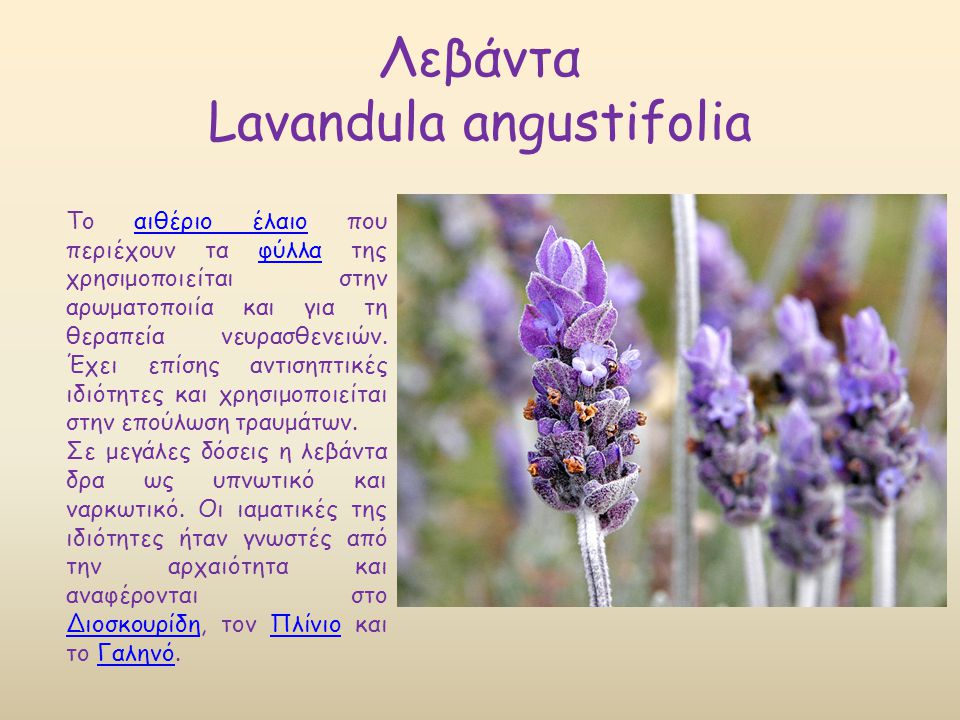 Λεβάντα Lavandula angustifolia Το αιθέριο έλαιο που περιέχουν τα φύλλα της χρησιμοποιείται στην αρωματοποιία και για τη θεραπεία νευρασθενειών.