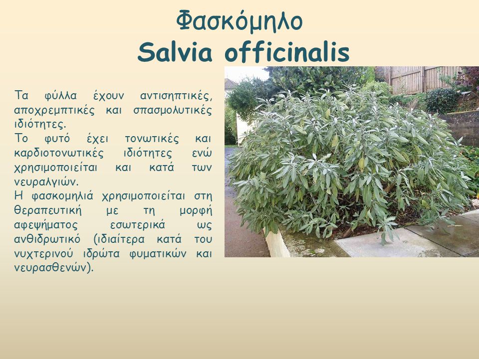 Φασκόμηλο Salvia officinalis Τα φύλλα έχουν αντισηπτικές, αποχρεμπτικές και σπασμολυτικές ιδιότητες.