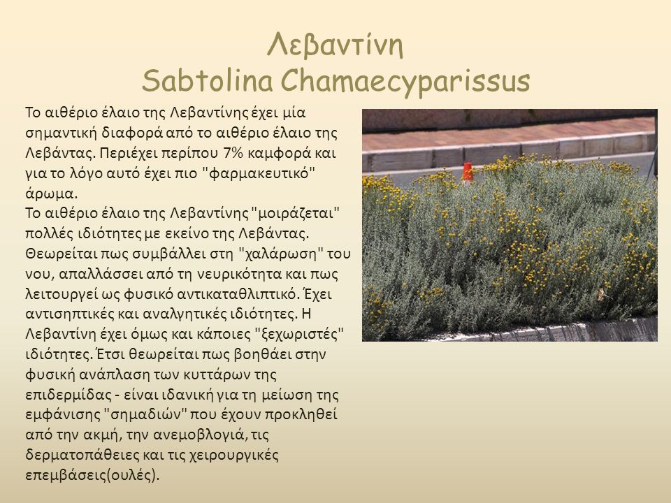 Λεβαντίνη Sabtolina Chamaecyparissus Το αιθέριο έλαιο της Λεβαντίνης έχει μία σημαντική διαφορά από το αιθέριο έλαιο της Λεβάντας.