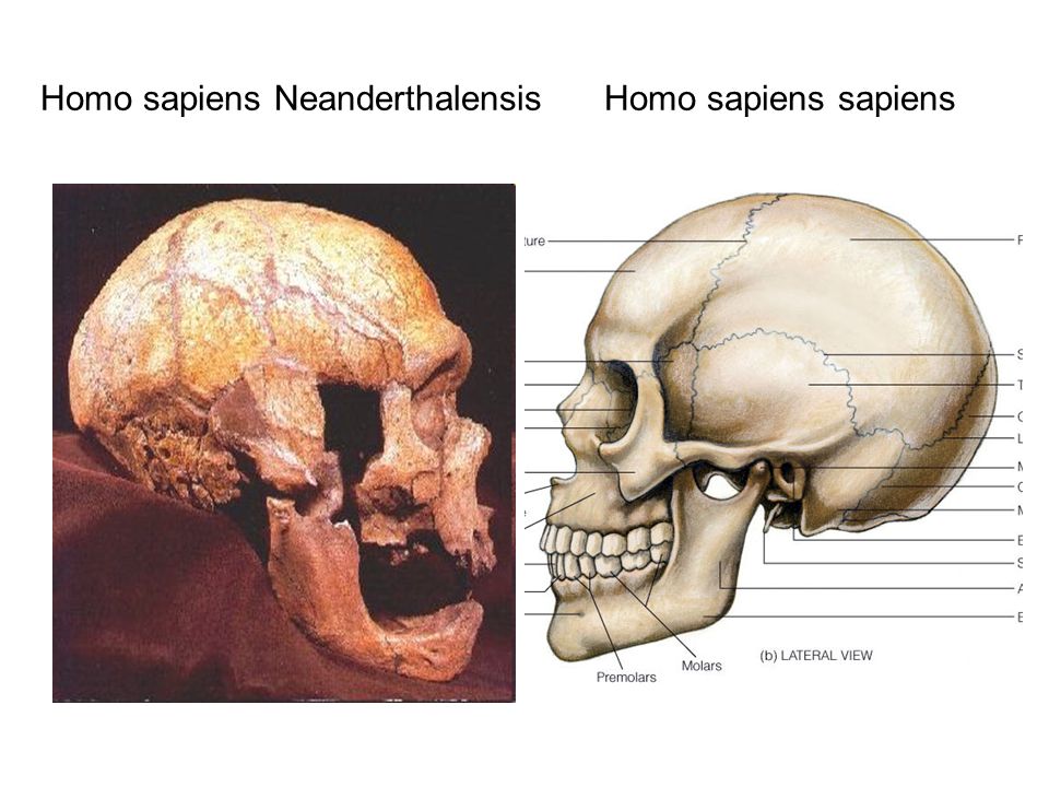 Homo sapiens Νeanderthalensis Homo sapiens sapiens