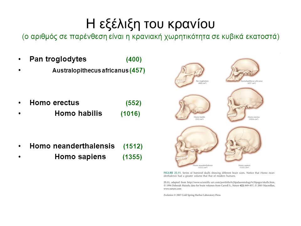 Η εξέλιξη του κρανίου (ο αριθμός σε παρένθεση είναι η κρανιακή χωρητικότητα σε κυβικά εκατοστά) Pan troglodytes (400) Australopithecus africanus (457) Homo erectus (552) Homo habilis (1016) Homo neanderthalensis (1512) Homo sapiens (1355)