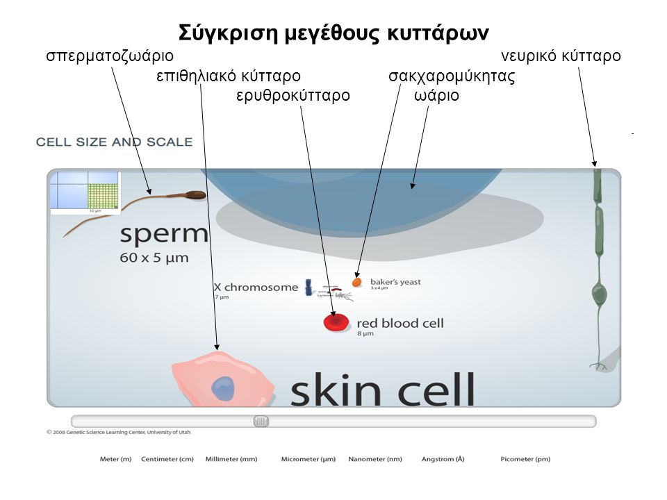 Σύγκριση μεγέθους κυττάρων σπερματοζωάριο νευρικό κύτταρο επιθηλιακό κύτταρο σακχαρομύκητας ερυθροκύτταρο ωάριο